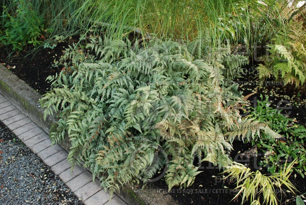 Athyrium niponicum pictum (Japanese painted fern) 3 