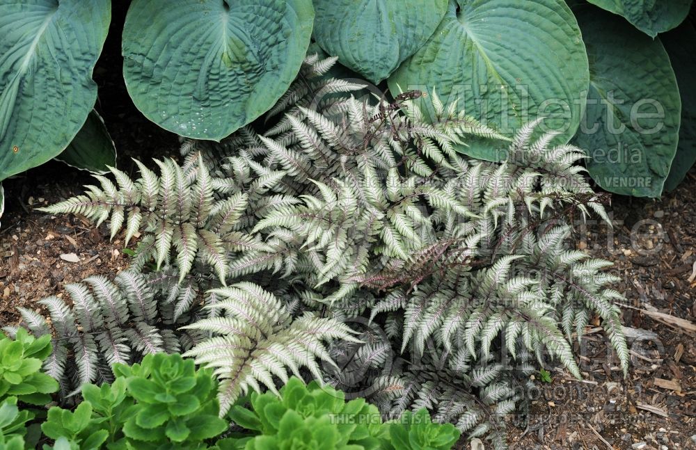 Athyrium niponicum pictum (Japanese painted fern) 6 