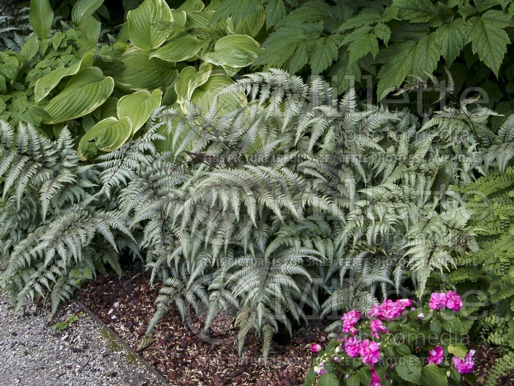 Athyrium niponicum pictum (Japanese painted fern) 8 