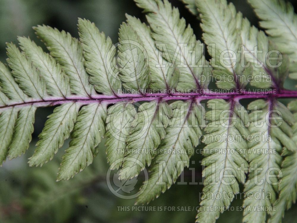 Athyrium niponicum pictum (Japanese painted fern) 11 