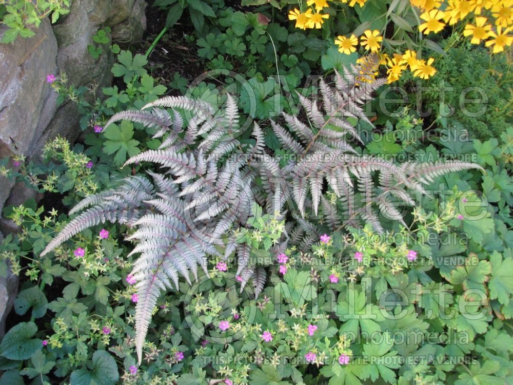 Athyrium niponicum pictum (Japanese painted fern) 7 