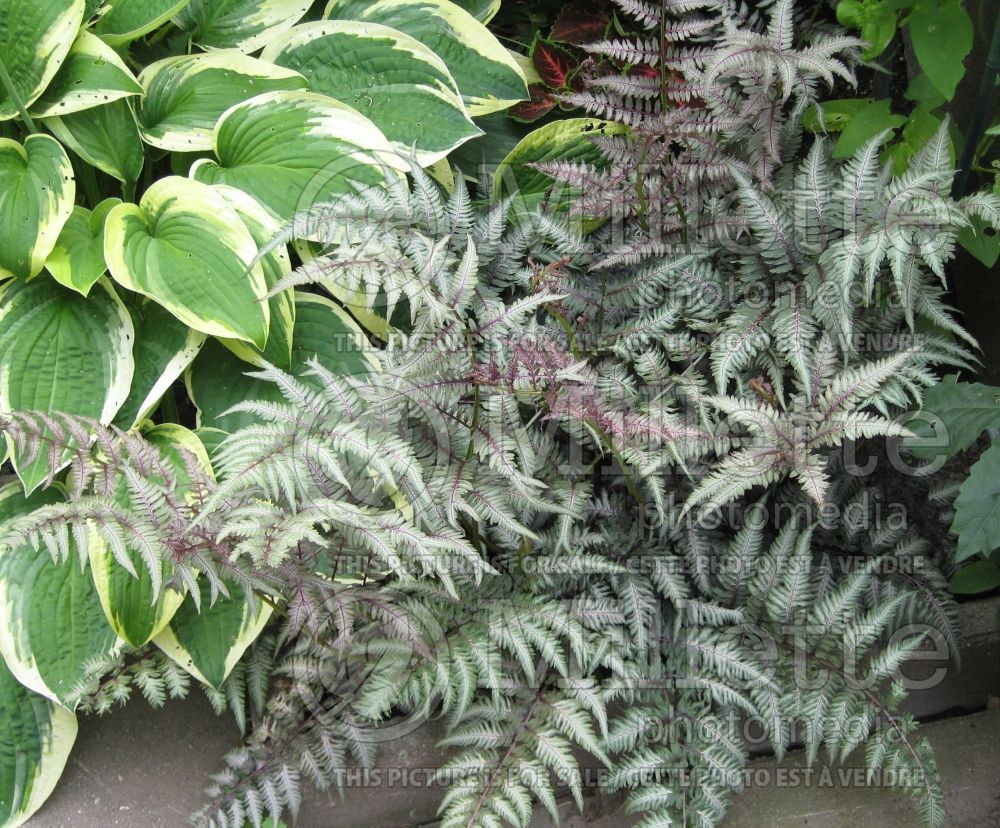 Athyrium niponicum pictum (Japanese painted fern) 1  