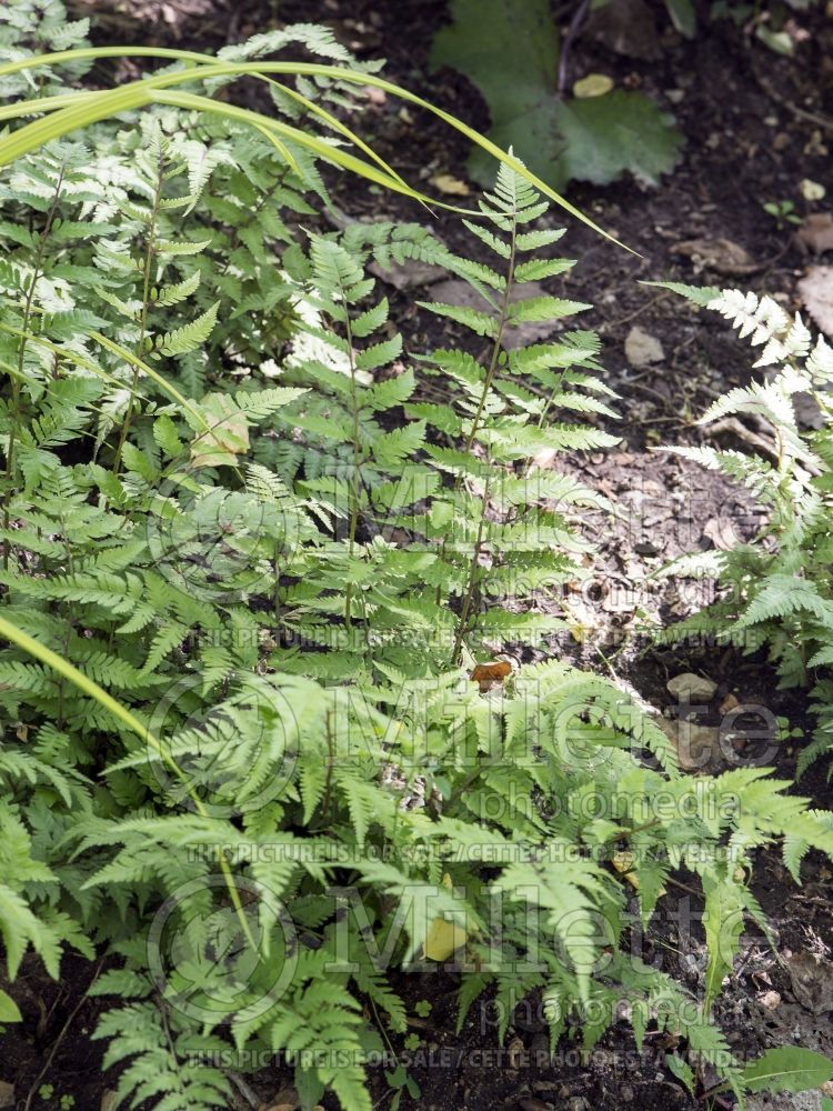 Athyrium Red Beauty (Japanese painted fern) 2 