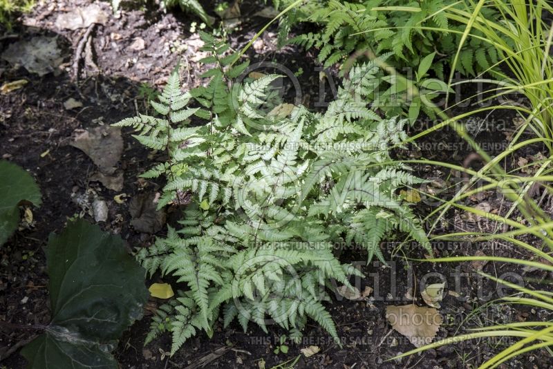 Athyrium Red Beauty (Japanese painted fern) 3 