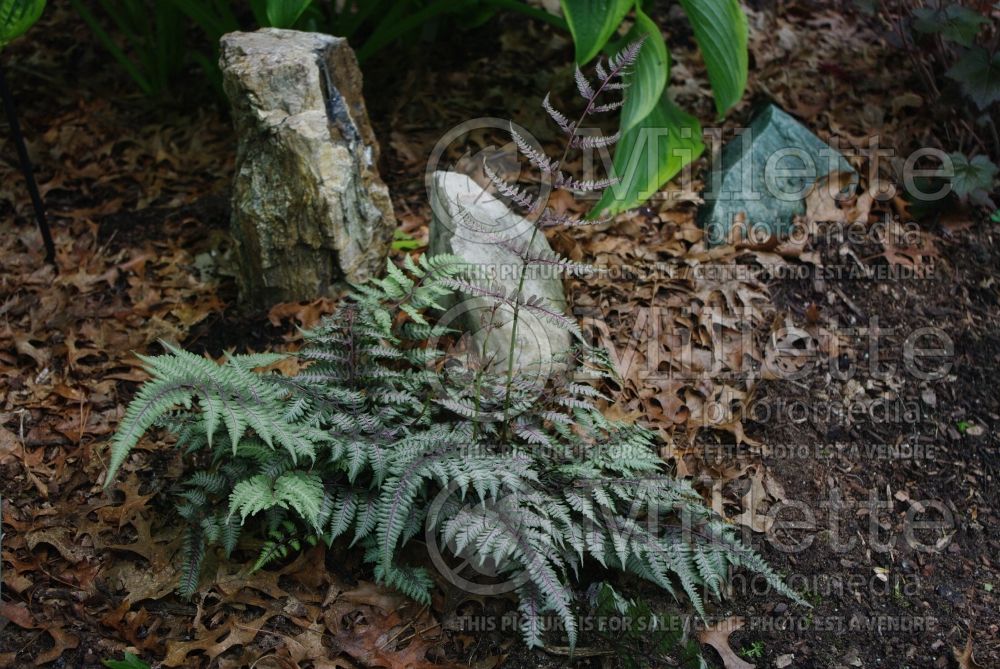 Athyrium Ursula's Red (Japanese painted fern) 6 