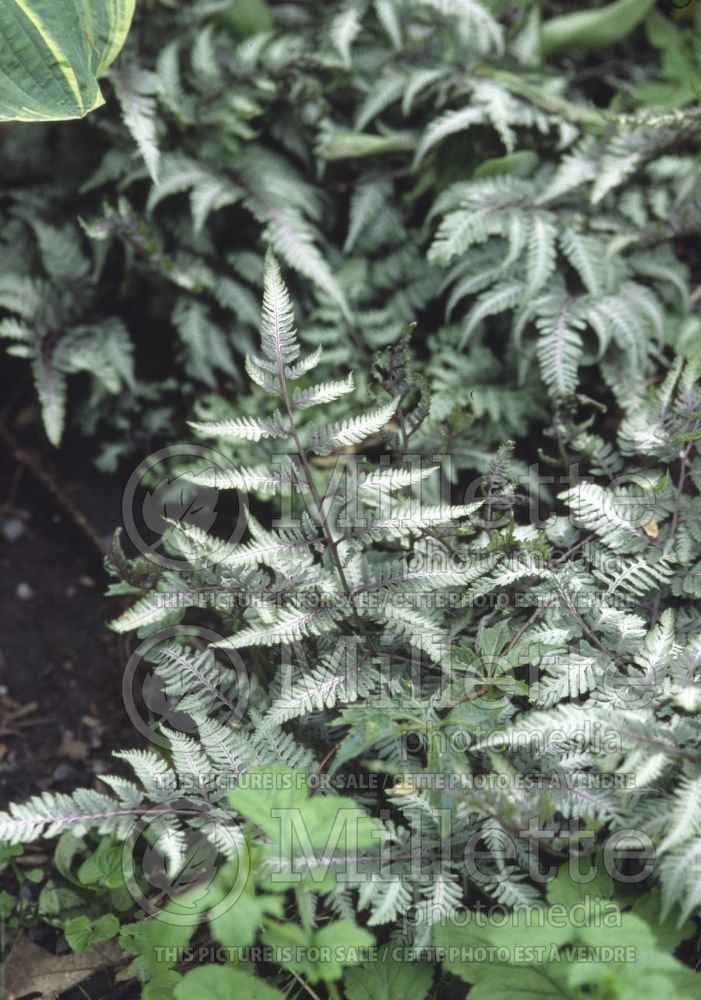 Athyrium Ursula's Red (Japanese painted fern) 3 