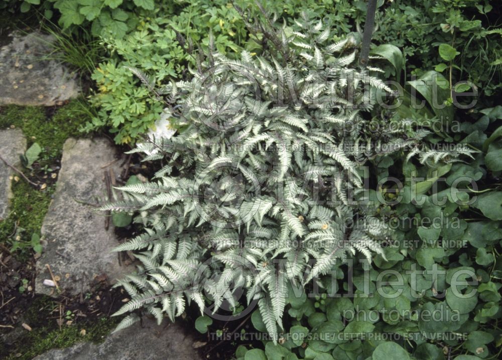 Athyrium Ursula's Red (Japanese painted fern) 4 