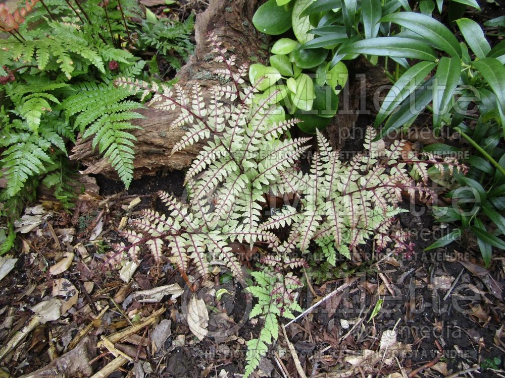 Athyrium Okanum (Japanese painted fern - fougère) 4 