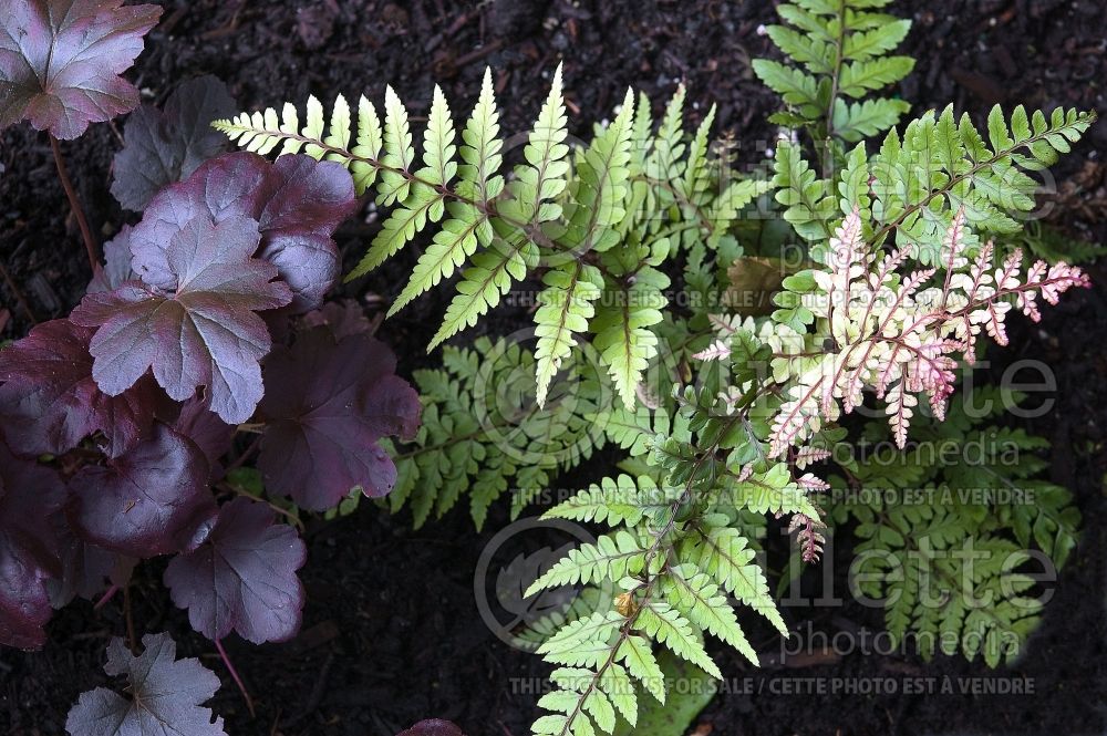 Athyrium Okanum (Japanese painted fern - fougère) 3 