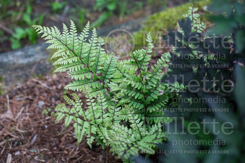 Athyrium Okanum (Japanese painted fern - fougère) 1