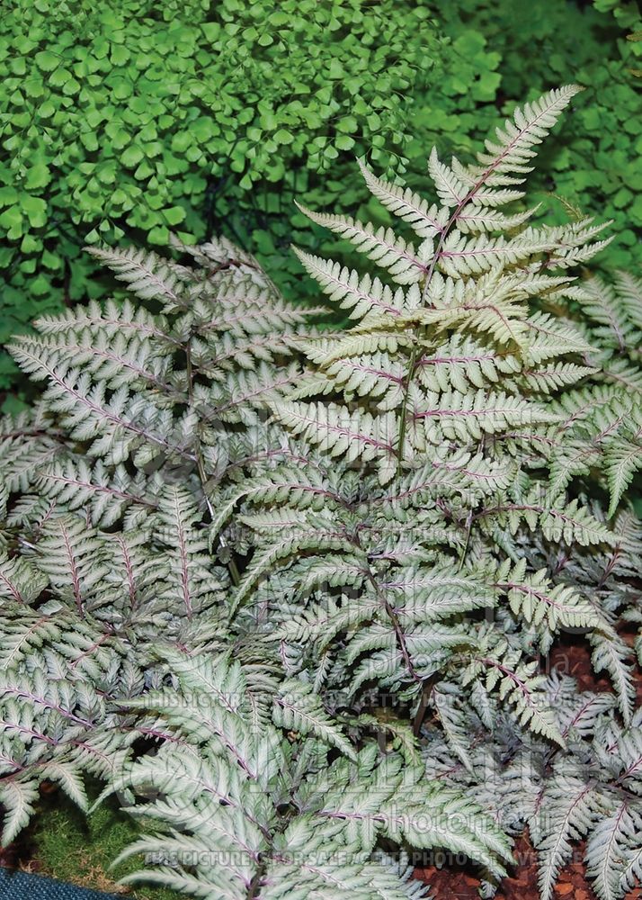 Athyrium Okanum (Japanese painted fern - fougère) 2 