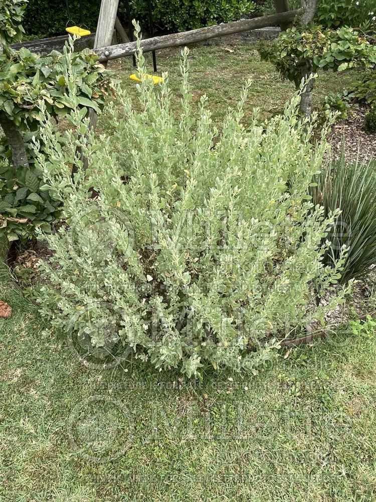 Atriplex halimus (Mediterranean saltbush, sea orache) 1