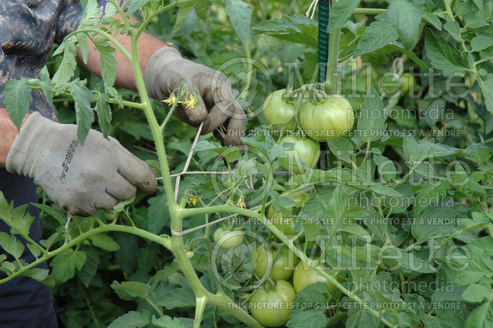 How to attach tomato plant to a stake - garden works 1