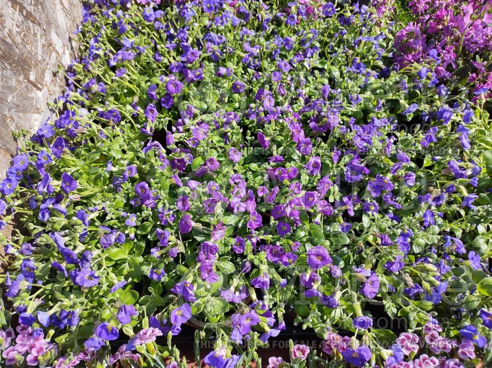 Aubrieta Glacier Blue (Rock Cress) 1 