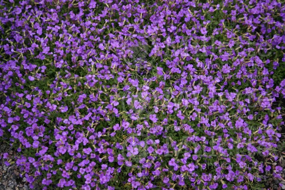 Aubrieta Blue Emperor (Rockcress) 1