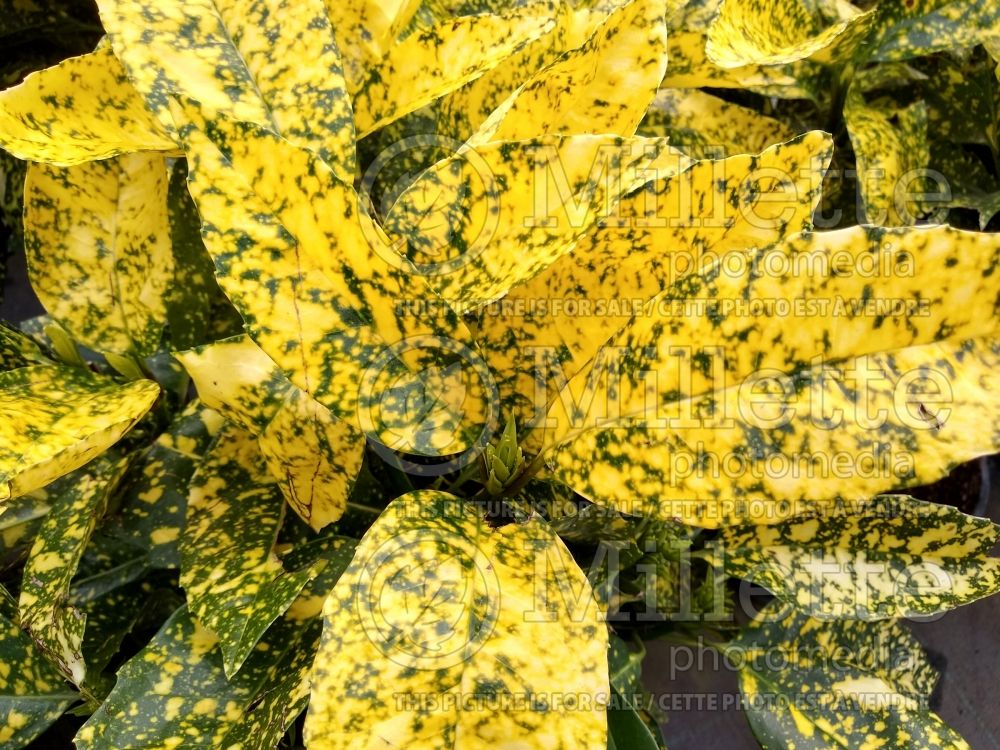 Aucuba Crotonifolia (Spotted laurel, Japanese laurel) 5 