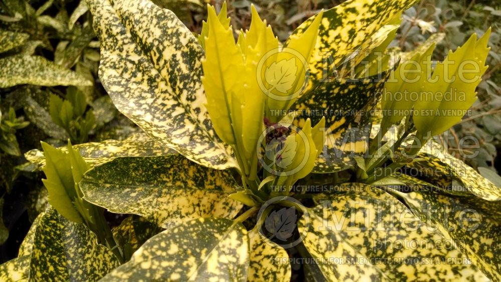 Aucuba Crotonifolia (Spotted laurel, Japanese laurel) 3 