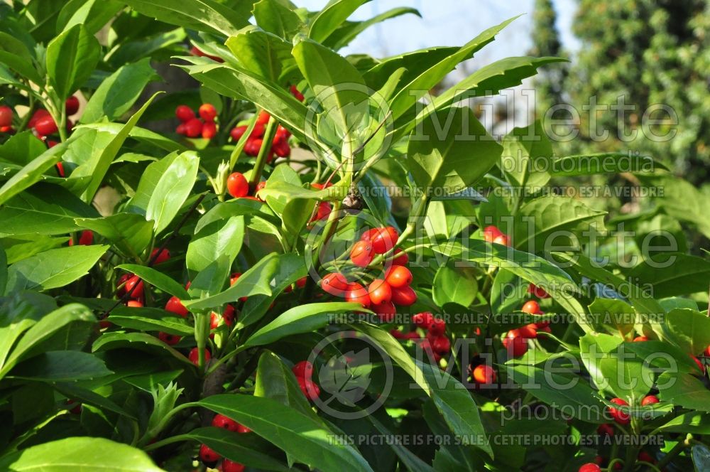 Aucuba japonica (Spotted laurel, Japanese laurel) 1 