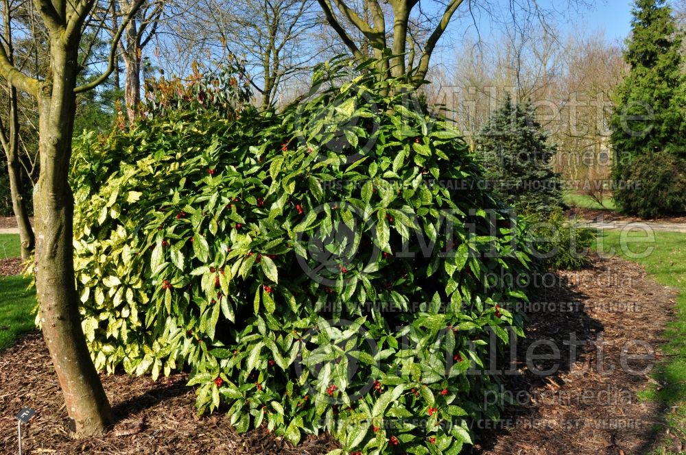 Aucuba Variegata (Japanese Laurel) 1