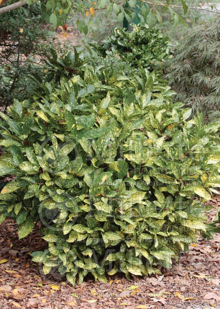 Aucuba Variegata Nana (Japanese Laurel) 2