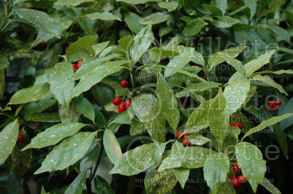 Aucuba Variegata (Japanese Laurel)  7