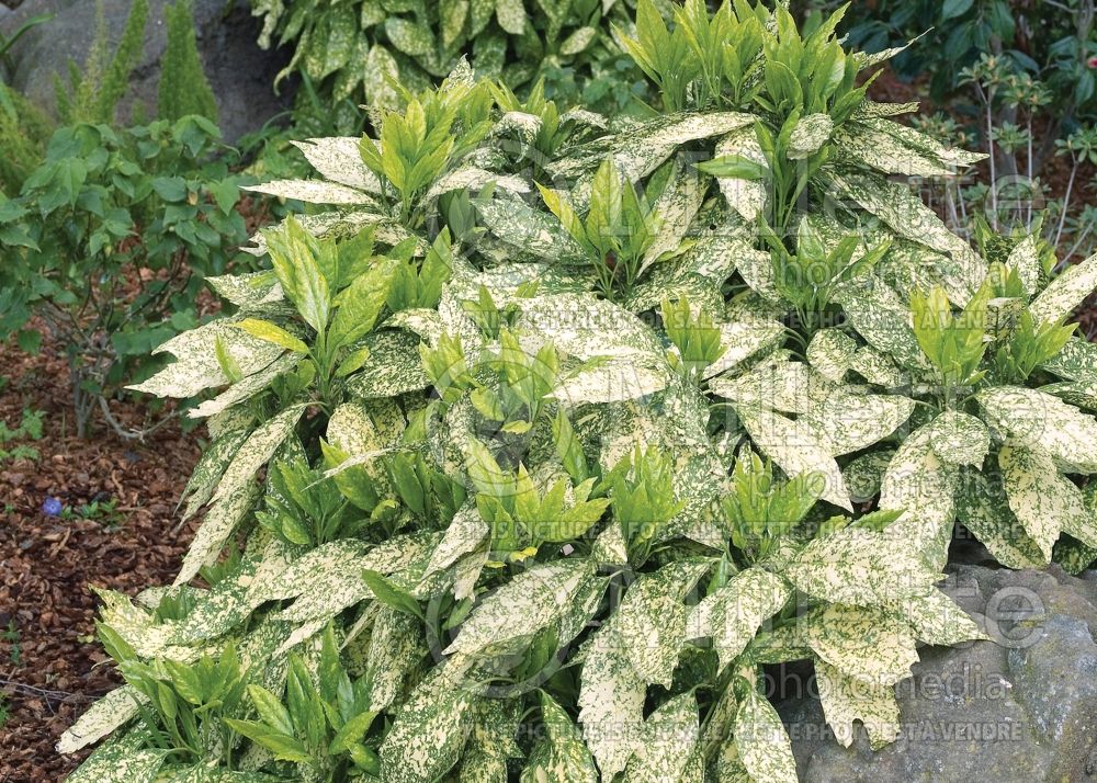 Aucuba Variegata (Japanese Laurel) 6