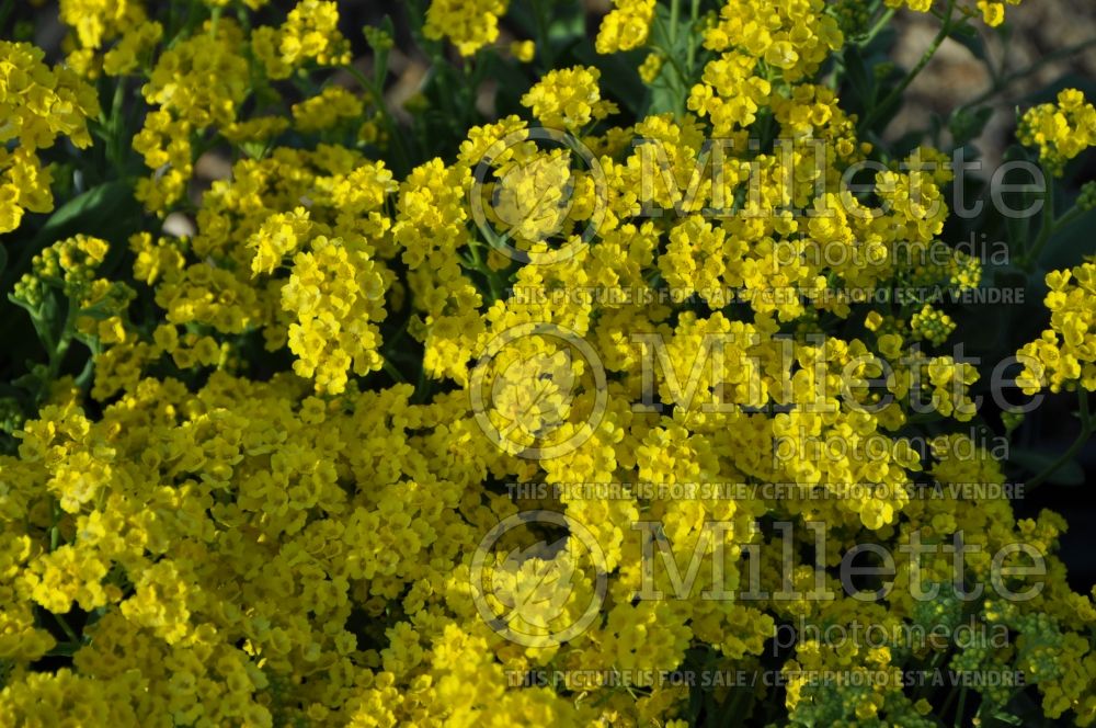 Aurinia or Alyssum Summit (Perennial Alyssum) 1