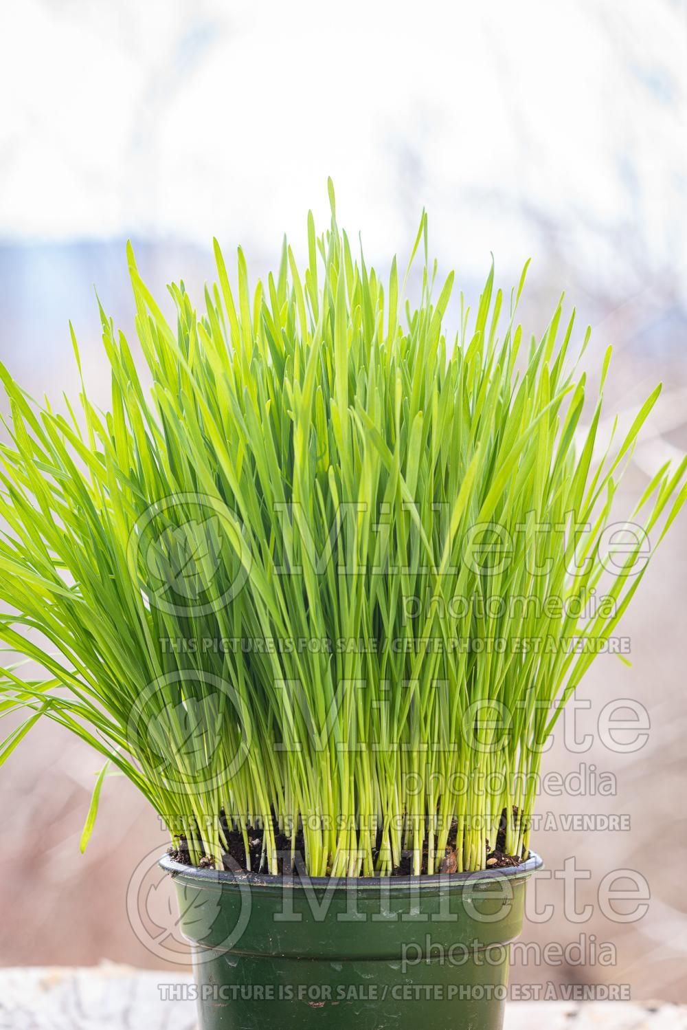 Avena sativa (oat) 6