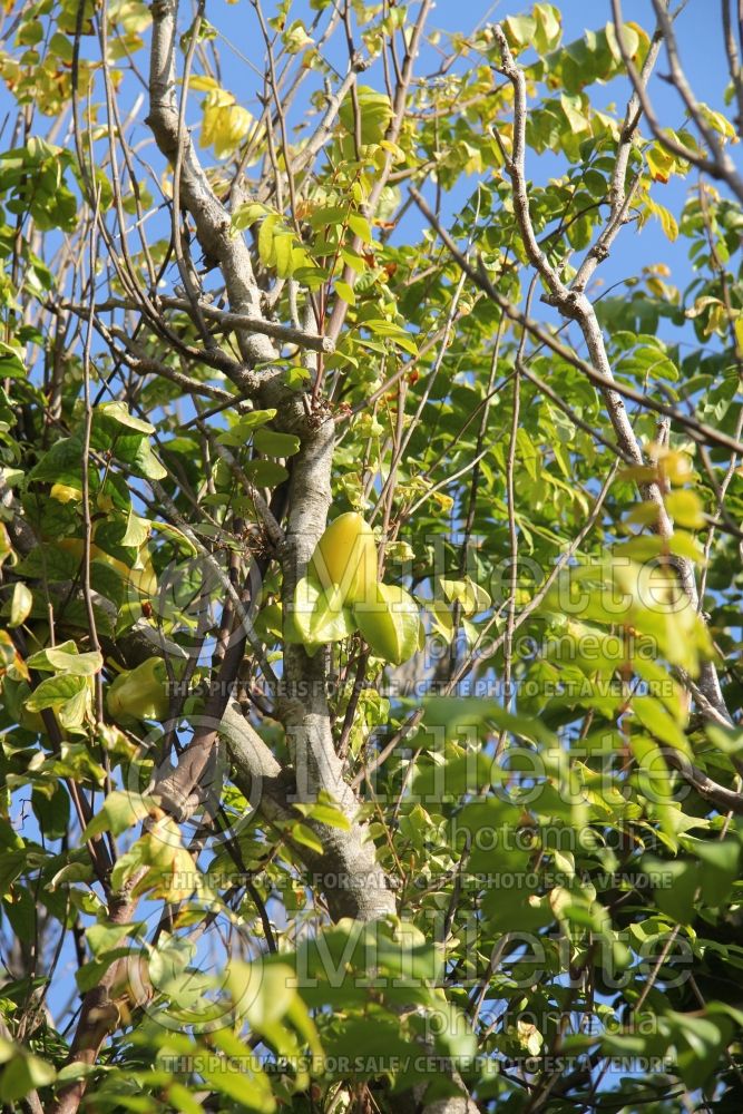 Averrhoa carambola (star fruit) 2 