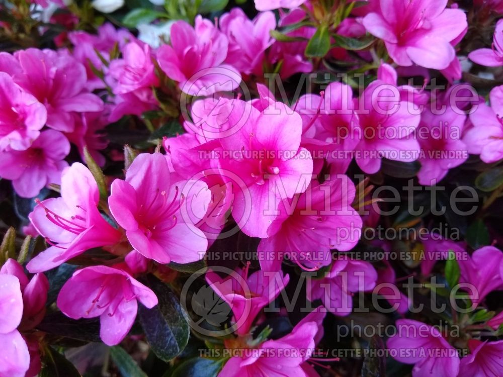 Azalea Corany (Rhododendron azalea) 1