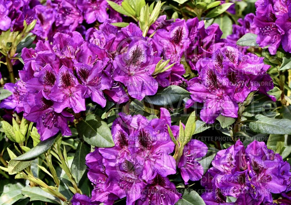 Rhododendron aka Azalea Edith Bosley (Rhododendron Azalea) 3