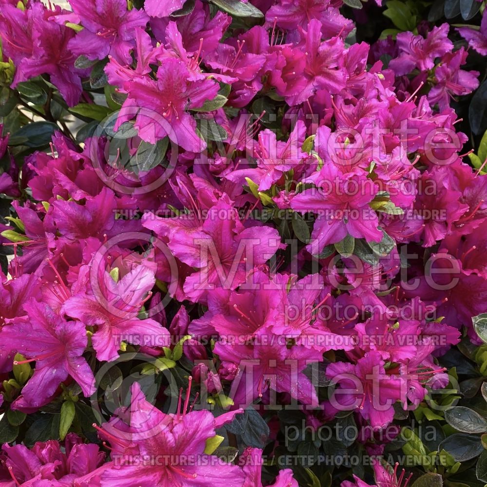 Azalea aka Rhododendron Girard's Fuchsia (Rhododendron Azalea) 6 