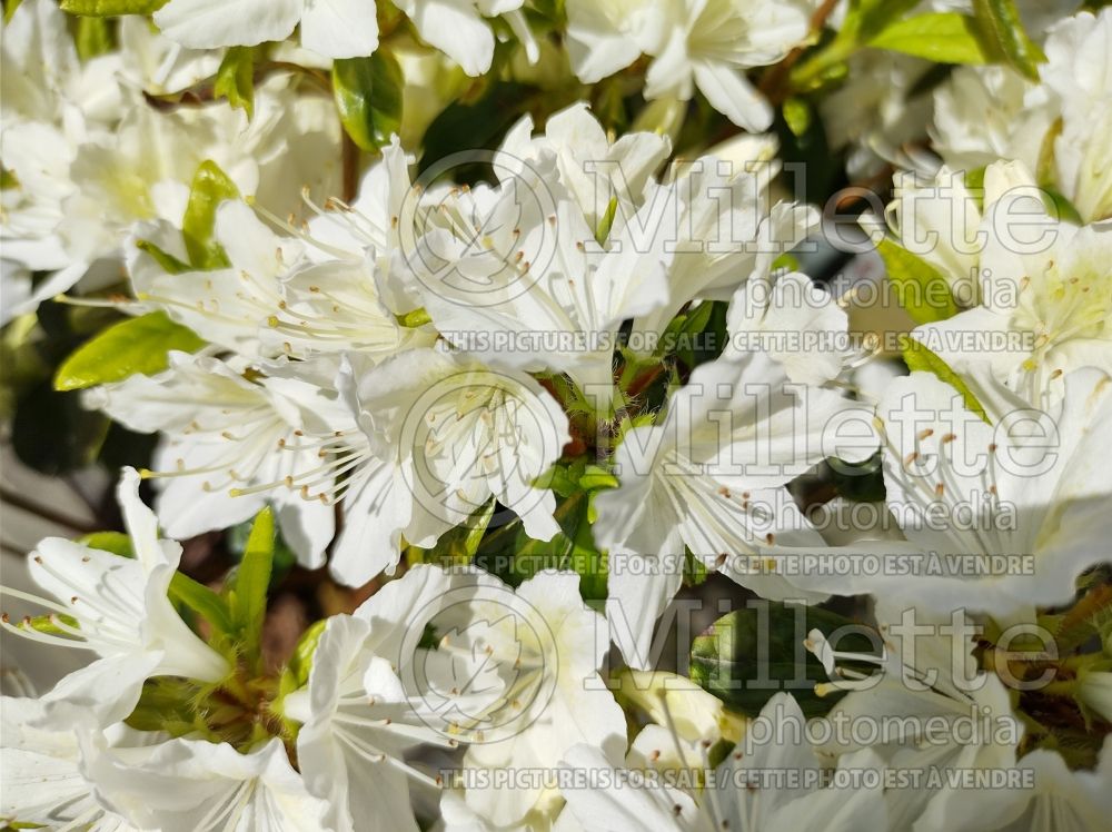 Azalea aka Rhododendron Snow White (Rhododendron Azalea) 2 