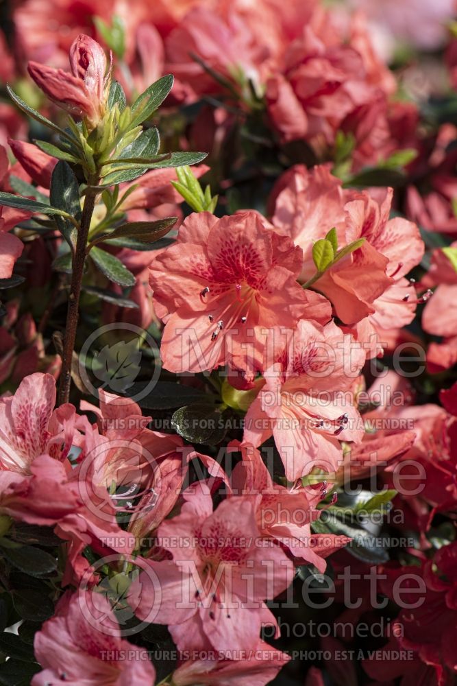 Azalea Fashion (Rhododendron Azalea) 3 