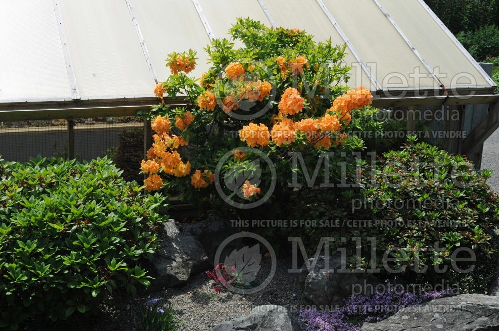 Azalea aka Rhododendron Klondyke (Rhododendron Azalea) 7 