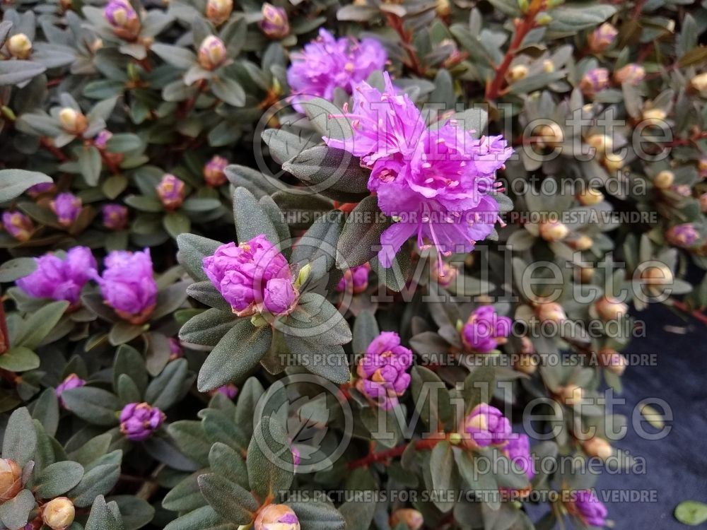 Rhododendron Purple Gem (Rhododendron Azalea) 6