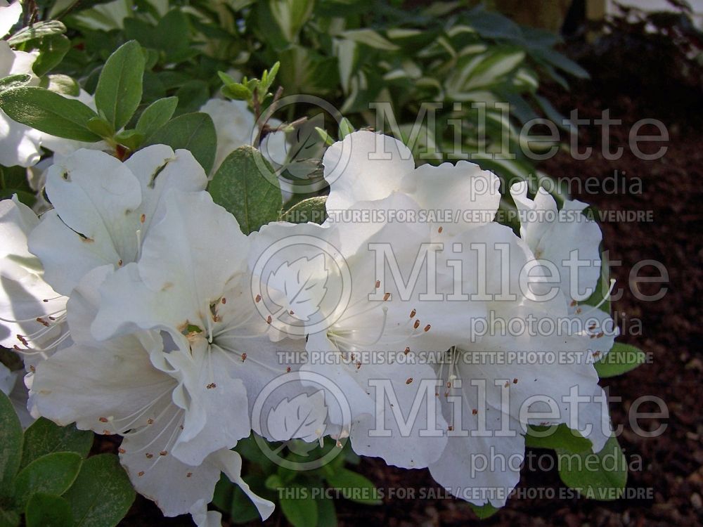 Rhododendron or azalea Everest (Rhododendron) 1 