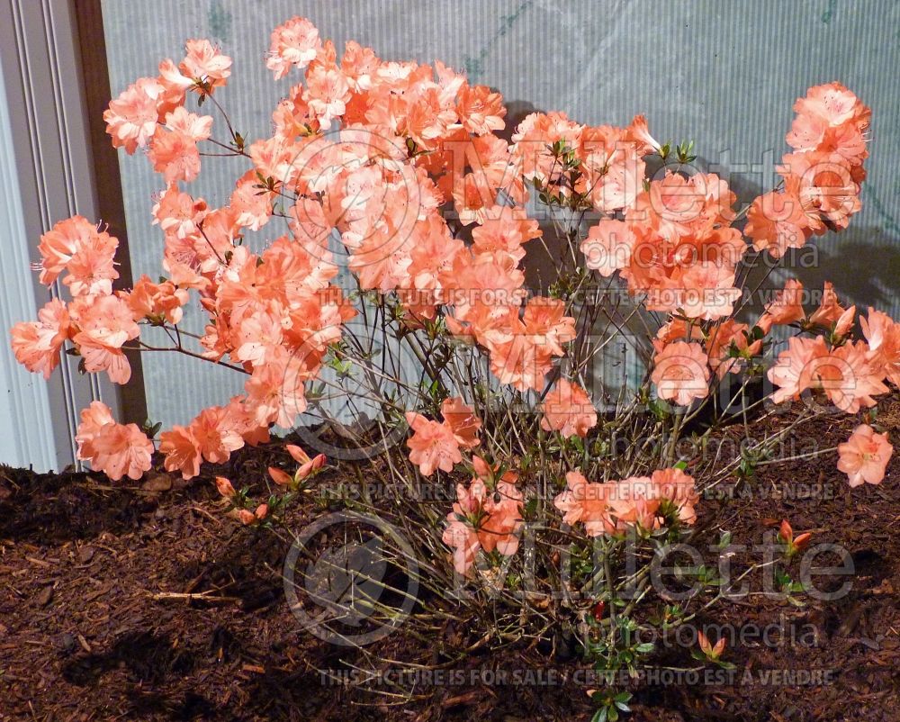 Azalea or Rhododendron Fisher's Salmon (Azalea) 1