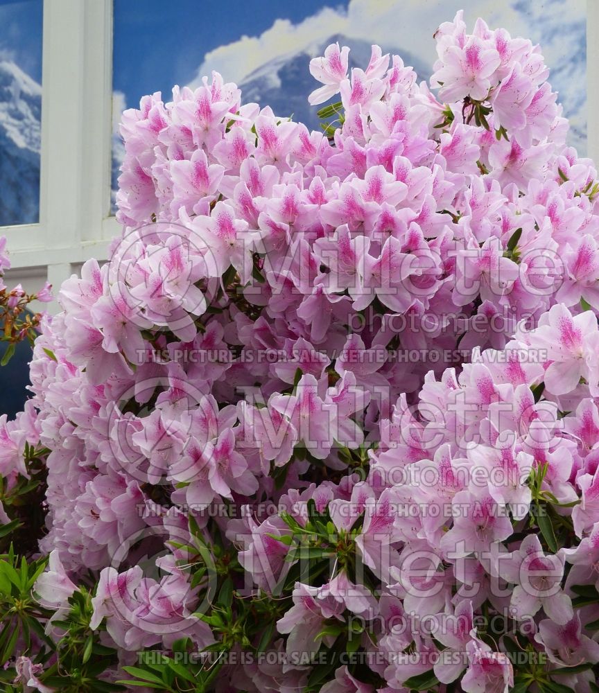 Rhododendron or azalea George L. Taber (Rhododendron azalea) 1 