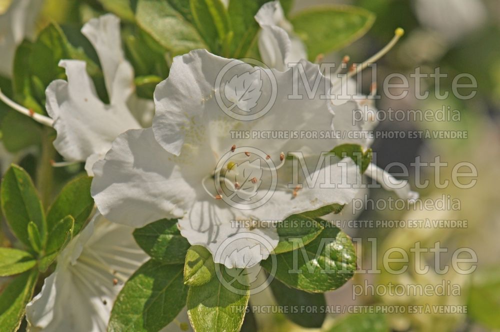 Azalea or Rhododendron Pleasant Valley White (Rhododendron Azalea) 3 