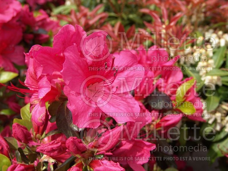 Azalea or Rhododendron Girard's Crimson (Rhododendron Azalea) 1 