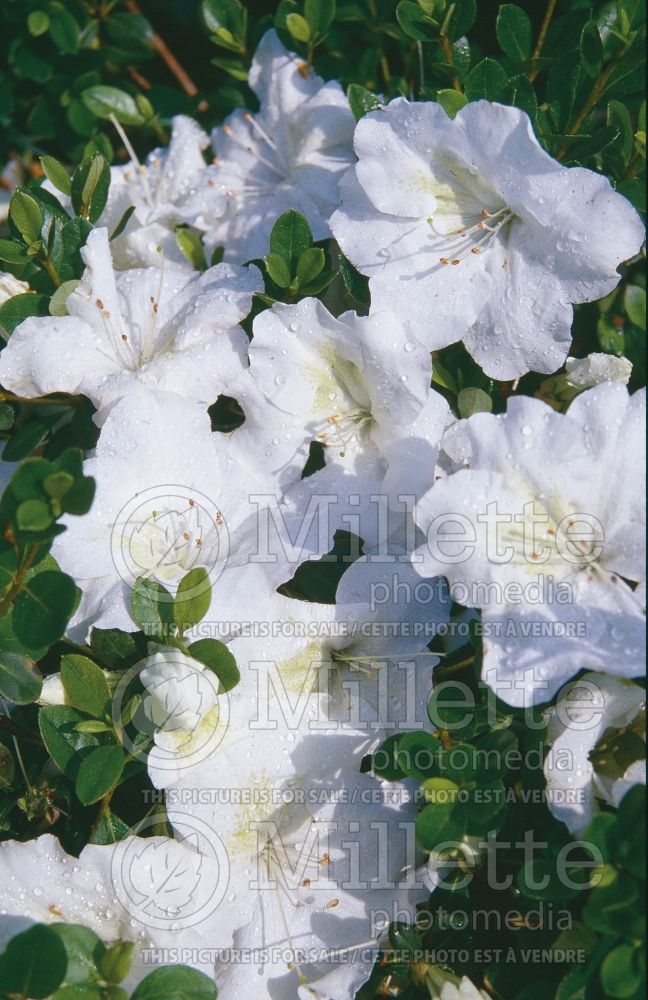 Azalea Gumpo White (Rhododendron Azalea) 1 