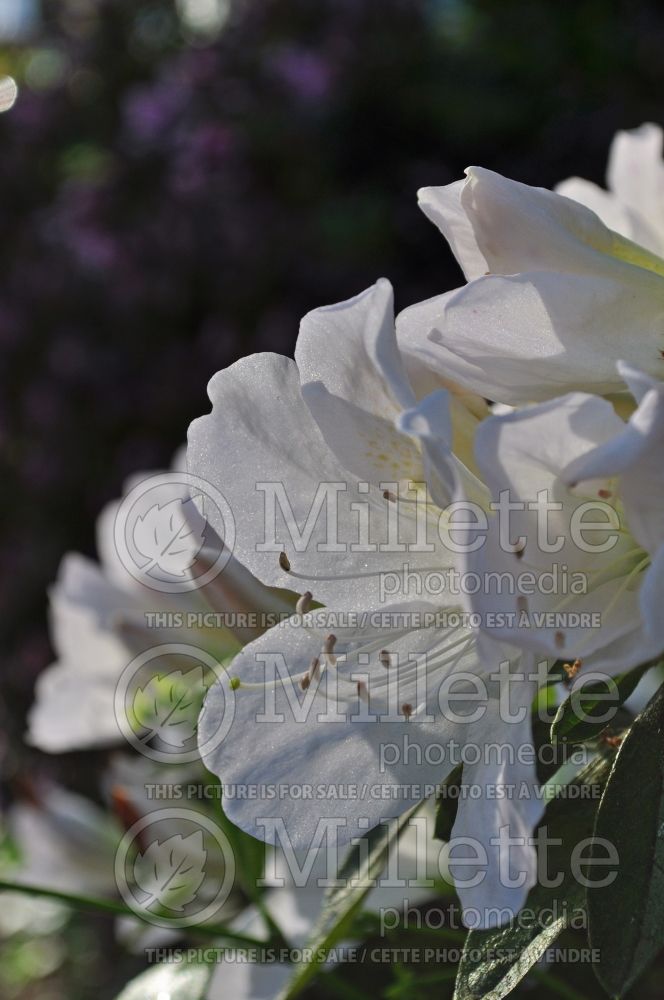 Azalea Mrs. G. G. Gerbing (Rhododendron Azalea) 1 