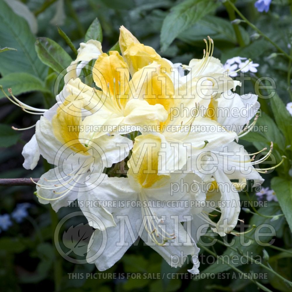 Azalea or Rhododendron Northern Hi-Lights (Rhododendron Azalea) 1 