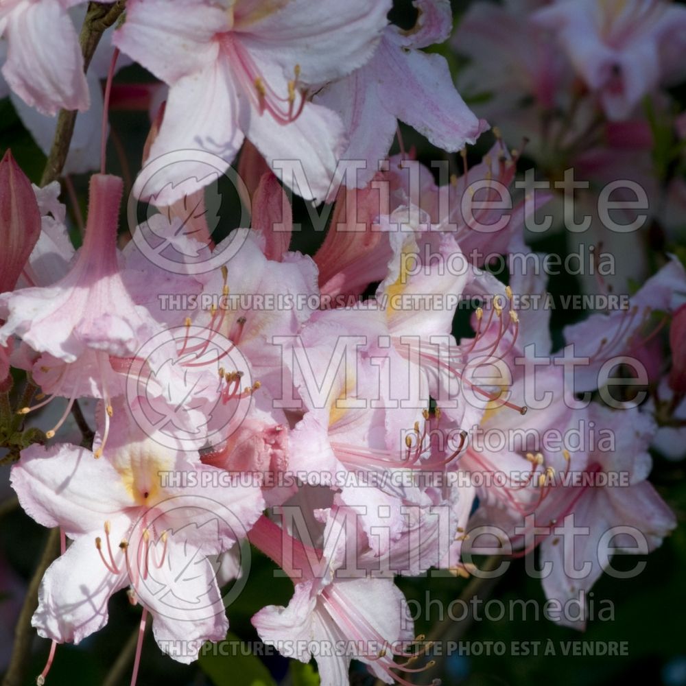 Rhododendron Candy Lights (Rhododendron Azalea) 2 