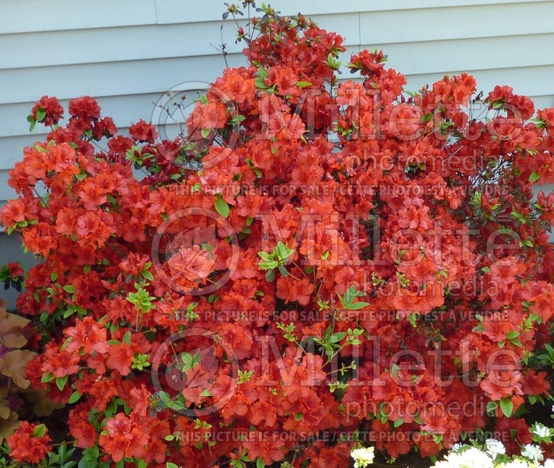 Azalea aka Rhododendron Girard's Hot Shot (Rhododendron) 2 