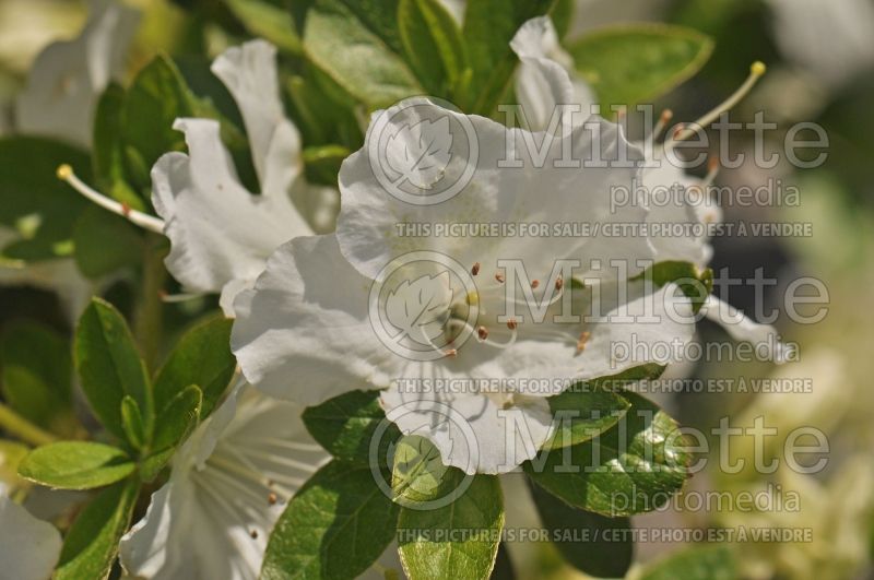 Azalea or Rhododendron Pleasant Valley White (Rhododendron Azalea) 2 