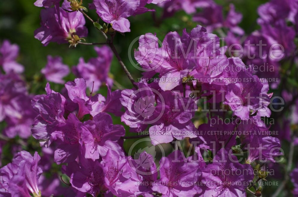 Azalea or Rhododendron Compact (Rhododendron Azalea) 1 