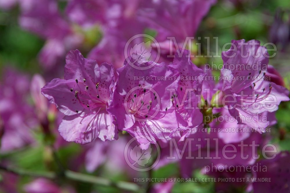 Azalea or Rhododendron Compacta (Rhododendron Azalea) 2 