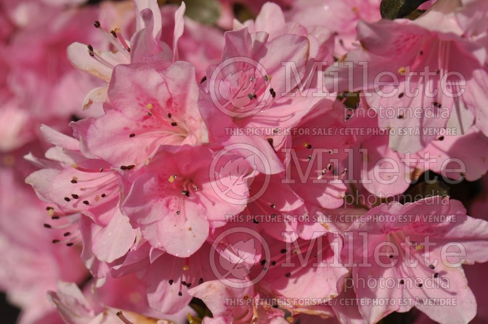 Azalea or Rhododendron Sweet Sixteen (Rhododendron Azalea) 1 